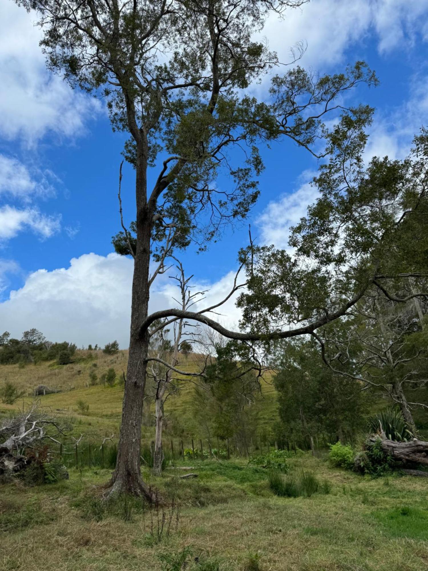 Private Cabin Close To The City Centre Whangarei Extérieur photo